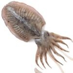 Cuttle Fish