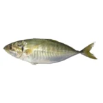 Durduman / Ayala Para