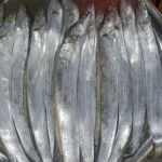 Fresh Belt Fish