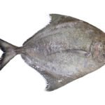 Black Pomfret