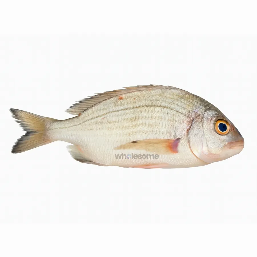Buy-Fresh-Fanged-Seabream-Kukkri-Online-in-Pakistan-Cash-on-Delivery Seabream - Image 1