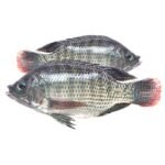 Tilapia UAE