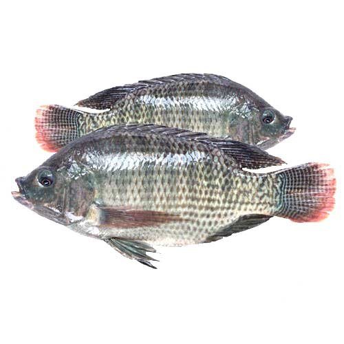 Tilapia-Main Tilapia UAE - Image 1