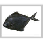 Black pomfret