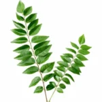 Curry Leaves Fresh