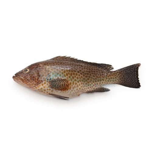 fresh-hamour-fish-1652416978-6337027 Hamour - Image 1