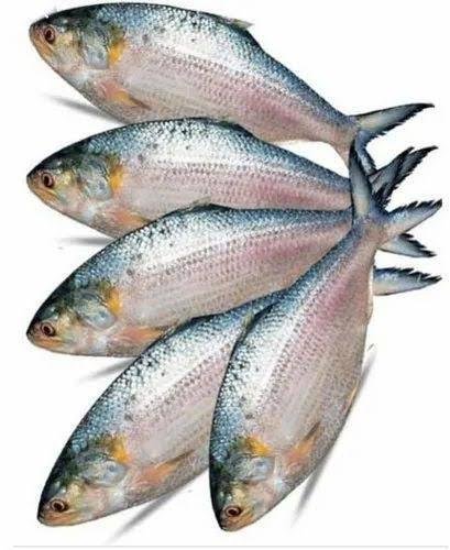 hilsa-fish-1717509631-7463310 Hilsa - Image 1