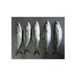 Indian Mackerel