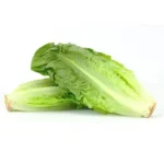 Lettuce