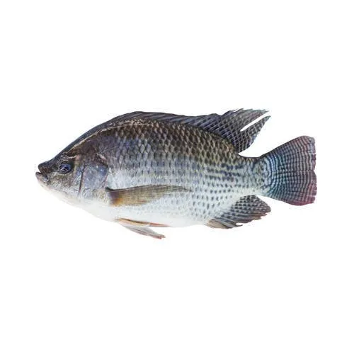 product-jpeg-500x500.jpg Tilapia - Image 1