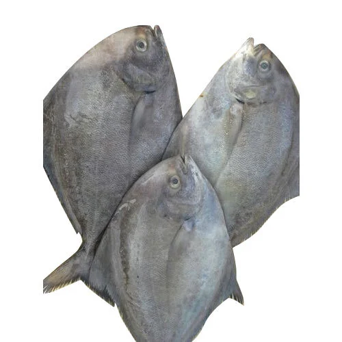sole-fish-500x500.jpg Sole - Image 1